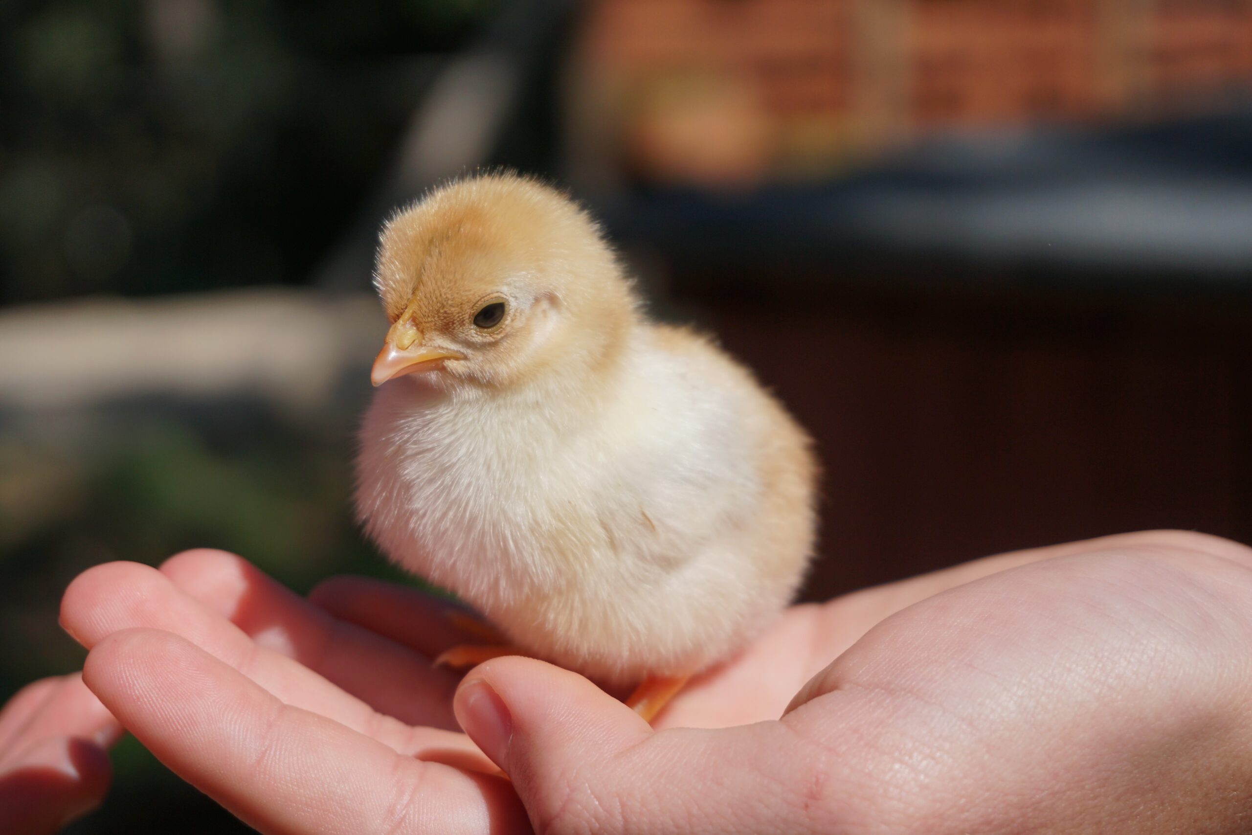 Where to Buy Chicks - Not Your Mother's Homestead
